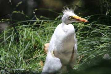 Cute baby egret explores nature.