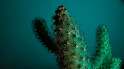 Cactus