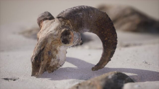 Skull with ram horns on the beach