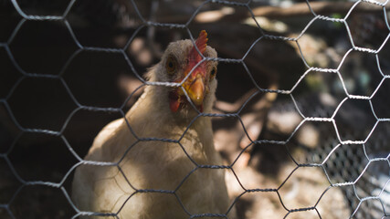 Pollo en corral