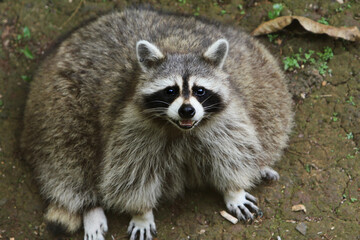 fat raccoon