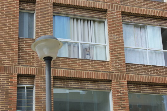 Dog at the window