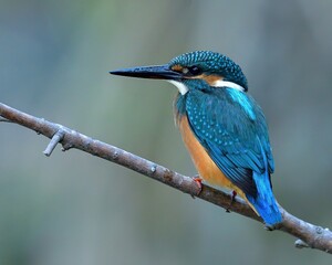 お気に入りの枝でくつろぐカワセミ幼鳥