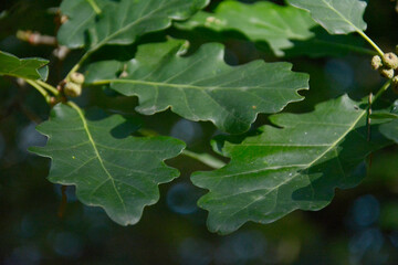 dark green oak leaves