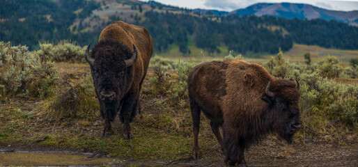 bison in yellowstone national park © Charles Baden