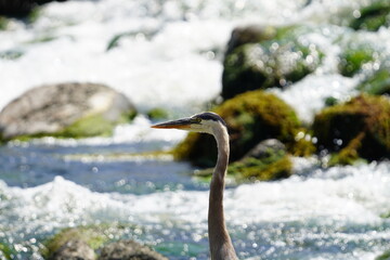 great blue heron ardea cinerea