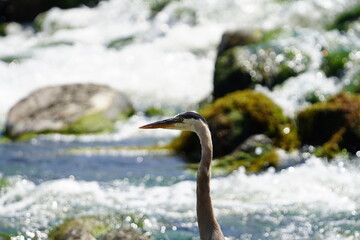 great blue heron ardea cinerea
