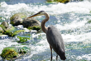 great blue heron ardea cinerea