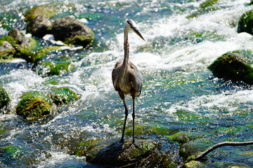 great blue heron ardea cinerea