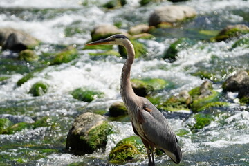 great blue heron ardea cinerea