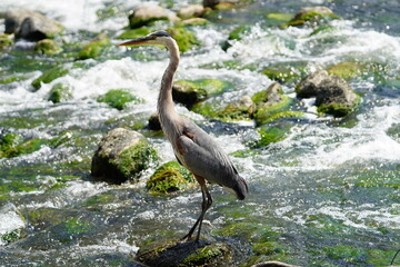 great blue heron ardea alba
