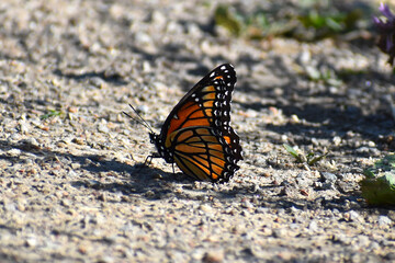 butterfly on the ground