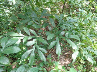 Green Amorphophallus paeoniifolius (suweg, porang, elephant foot yam, whitespot giant arum) with a natural background