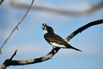 bird on a branch