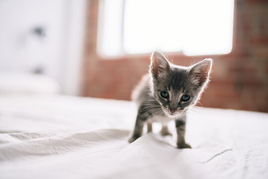 Beautiful and cute furry grey small kitty cat playing on the bed on a sunny day