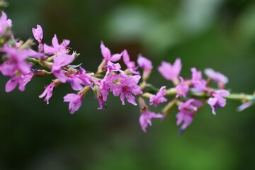 Fototapeta na wymiar Loosestrife (Lythrum anceps) is a Lythraceae perennial plant with small red-purple 6-petal flowers from July to September.
