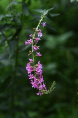 Loosestrife (Lythrum anceps) is a Lythraceae perennial plant with small red-purple 6-petal flowers from July to September.