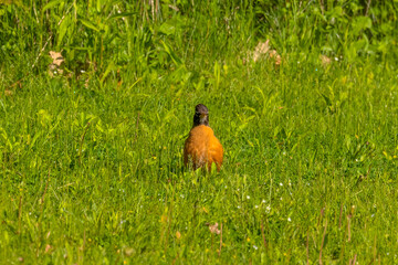 American robin on a meadow