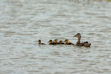 Mallard duck with ducklings on the lake