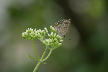 butterfly on a flower