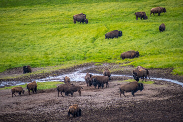 American Bison in the field of Yellowstone National Park, Wyoming
