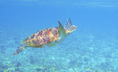 Obraz premium Sea turtle in sea water. Endangered sea animal underwater photo. Tropical island snorkeling and diving banner template