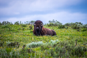 American Bison in the field of Yellowstone National Park, Wyoming