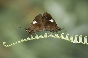 Obraz na płótnie Canvas butterfly matting on leaf