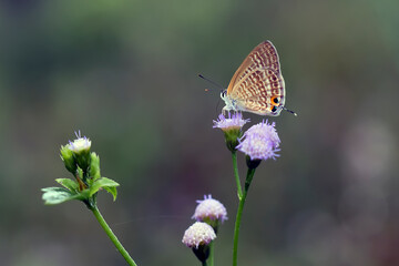 butterfly on a flower