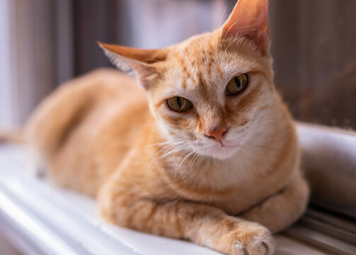 Red cat resting on window. Cute domestic animal portrait. Orange or ginger cat looking into camera