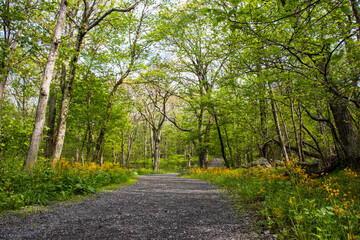 Hiking path in Shenandoah National Park