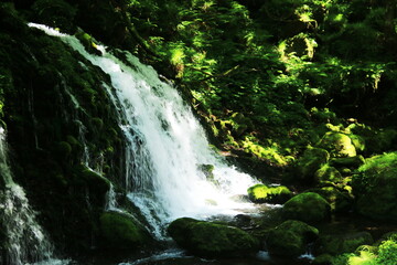 秋田　初夏の鳥海山　苔むす元滝伏流水の清流