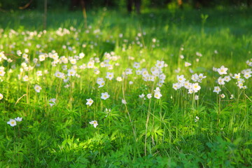 white flowers on a green field