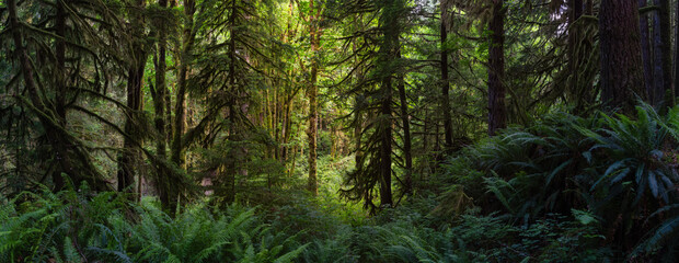 Canadian Rain Forest. Beautiful View of Fresh Green Trees in the Woods with Moss. Taken in Golden Ears Provincial Park, near Vancouver, British Columbia, Canada. Panorama Nature Background - obrazy, fototapety, plakaty