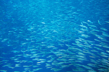 Fototapeta na wymiar Sardine fish school in blue sea. Sea fish underwater photo. Pelagic fish colony carousel in seawater