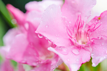 Obraz na płótnie Canvas beautiful pink flower with water drops.