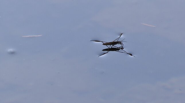 Water bug standing on the water surface. Calm, blue water, no ripples.
