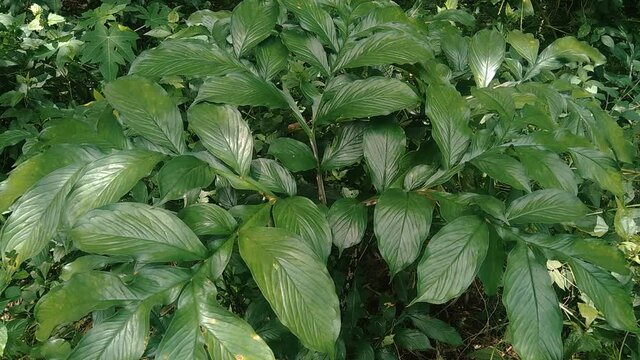 Green Amorphophallus paeoniifolius (suweg, porang, elephant foot yam, whitespot giant arum) with a natural background