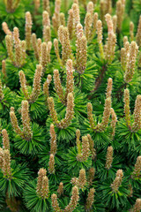 Background of young pine branches