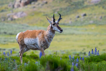 Pronghorn in the field of Yellowstone National Park, Wyoming