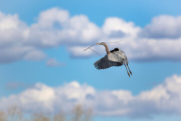 Obraz premium A Great Blue Heron carries a long stick to its nest on a beautiful day with fluffy white clouds and pretty blue sky.