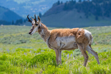 Pronghorn in the field of Yellowstone National Park, Wyoming