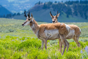 Pronghorn in the field of Yellowstone National Park, Wyoming