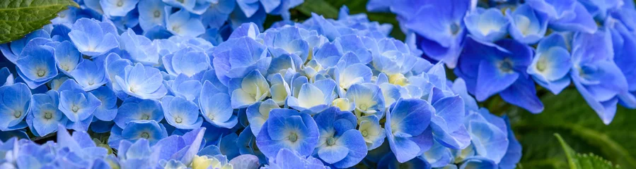 Foto op Aluminium Classic blue hydrangea bushes blooming, as a nature background  © knelson20