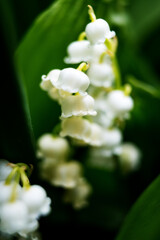 white blooming lili