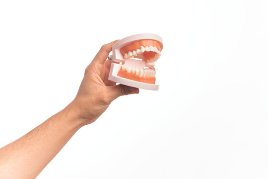 Hand of caucasian young man holding plastic denture teeth over isolated white background