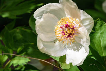 White peony blooming on a sunny day, as a nature background
