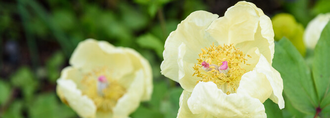 Pale yellow peony blooming on an overcast day, as a nature background  © knelson20