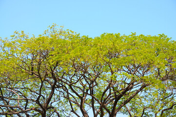 Tree Branches and Leaves on Blue Sky