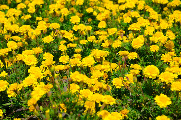 Vibrant Yellow Flowers